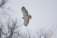Red tailed Hawk